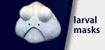 Larval Masks Larval Masks